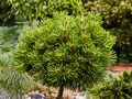 Pinus nigra Lesisko (Tomszak) IMG_0552 Sosna czarna